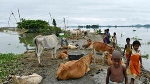 Children walk past cattle on an embankment in a flooded area in Morigaon district, in the northeastern state of Assam.(REUTERS)