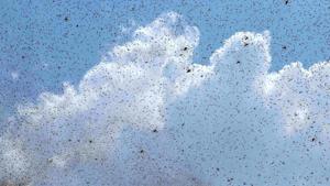 Swarm of locusts seen in the sky, in Lucknow, on July 12.(HT File Photo) Swarm of locusts seen in the sky, in Lucknow, on July 12.(HT File Photo)
