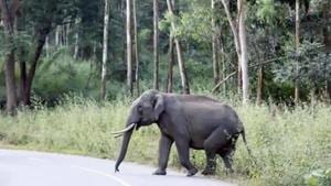 Two of these four elephants touched cables that were connected illegally to high tension overhead wires by local villagers.(HT File Photo)