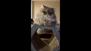 The image shows a cat sitting atop a hexagonal piece of furniture.(Reddit/@Sn0w_23) The image shows a cat sitting atop a hexagonal piece of furniture.(Reddit/@Sn0w_23)