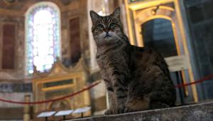 Gli the cat of Hagia Sophia or Ayasofya, a UNESCO World Heritage Site, is pictured at Hagia Sophia in Istanbul, Turkey July 2, 2020.(REUTERS) Gli the cat of Hagia Sophia or Ayasofya, a UNESCO World Heritage Site, is pictured at Hagia Sophia in Istanbul, Turkey July 2, 2020.(REUTERS)