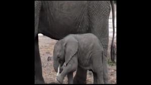 The little one clutches a bone in its trunk and tries to position it beside its mouth just like a tusk.(Twitter/@susantananda3) The little one clutches a bone in its trunk and tries to position it beside its mouth just like a tusk.(Twitter/@susantananda3)