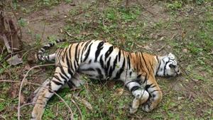 The tiger had died on July 23 in Mashalpura block of MHTR and its autopsy revealed a lump of fat in its heart, lungs and other vital organs.(HT File / Photo used for representational purpose only) The tiger had died on July 23 in Mashalpura block of MHTR and its autopsy revealed a lump of fat in its heart, lungs and other vital organs.(HT File / Photo used for representational purpose only)