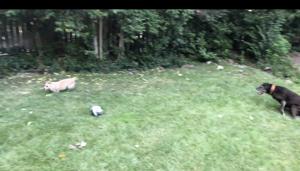 The image shows a pupper running around in the backyard as another one watches on.(Reddit/@PropLiftingMofo) The image shows a pupper running around in the backyard as another one watches on.(Reddit/@PropLiftingMofo)