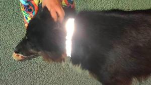 Reflective collars put by Mugdha and her friends on stray animals in Dehradun.(Mugdha Khatri) Reflective collars put by Mugdha and her friends on stray animals in Dehradun.(Mugdha Khatri)