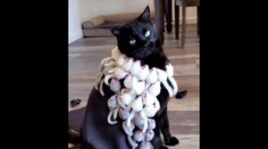 The image shows a cat named Rover.(Instagram/@rover_thecat) The image shows a cat named Rover.(Instagram/@rover_thecat)