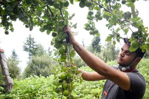 An apple grower inspects fruit trees in his farm at Fagu near Shimla.(Deepak Sansta/HT) An apple grower inspects fruit trees in his farm at Fagu near Shimla.(Deepak Sansta/HT)