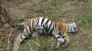 The poor tiger status in Indravati, Udanti-Sitanadi and Achanakmar was related to the poor law and order situation in these areas, the report indicated.(HT Photo) The poor tiger status in Indravati, Udanti-Sitanadi and Achanakmar was related to the poor law and order situation in these areas, the report indicated.(HT Photo)