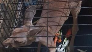 The red kangaroo rescued by forest officials in Assam on Tuesday.(HT PHOTO) The red kangaroo rescued by forest officials in Assam on Tuesday.(HT PHOTO)