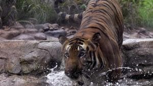 File photo: A tiger takes a lap in his enclosure at a zoo in Mumbai.(Anshuman Poyrekar/HT Photo)