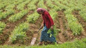 A farm labourer weeds a ginger field in Nagarally village in Karnataka,(Reuters) A farm labourer weeds a ginger field in Nagarally village in Karnataka,(Reuters)