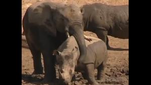 It almost looks like as if the jumbo is hugging the other animal.(Twitter/@susantananda3) It almost looks like as if the jumbo is hugging the other animal.(Twitter/@susantananda3)