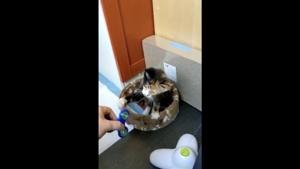 The image shows a kitten playing with a fidget spinner.(Reddit/@ktd59) The image shows a kitten playing with a fidget spinner.(Reddit/@ktd59)