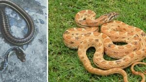 A Common Bronzeback Tree snake with characteristic white spot on head and (right) a Black-headed Royal snake. Both were rescued by Salim Khan from the tricity.(PHOTOS: SALIM KHAN & VIKRAM JIT SINGH) A Common Bronzeback Tree snake with characteristic white spot on head and (right) a Black-headed Royal snake. Both were rescued by Salim Khan from the tricity.(PHOTOS: SALIM KHAN & VIKRAM JIT SINGH)