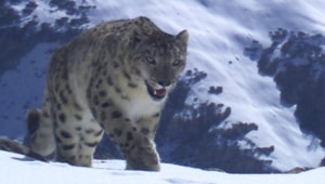 A snow leopard camera trapped in Gori Valley in Uttarakhand’s Pithoragarh district.(HT File Photo) A snow leopard camera trapped in Gori Valley in Uttarakhand’s Pithoragarh district.(HT File Photo)
