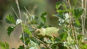 The reptile, which was spotted in the house of a school teacher in Sankrail village, was seen changing colours frequently. (representational image)(Unsplash) The reptile, which was spotted in the house of a school teacher in Sankrail village, was seen changing colours frequently. (representational image)(Unsplash)