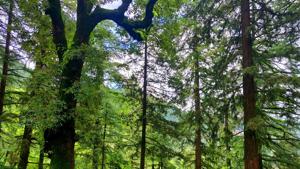According to the last two surveys conducted by the Forest Survey of India over a period of four years from 2015 to 2019, Uttarakhand has not managed to report even an increase of even 1% forest cover in the state.(HT PHOTO.) According to the last two surveys conducted by the Forest Survey of India over a period of four years from 2015 to 2019, Uttarakhand has not managed to report even an increase of even 1% forest cover in the state.(HT PHOTO.)