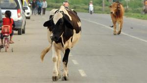 Stray cattle on the road in Sector 52, Chandigarh, on Sunday.(Keshav Singh/Hindustan Times) Stray cattle on the road in Sector 52, Chandigarh, on Sunday.(Keshav Singh/Hindustan Times)