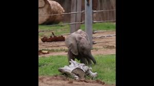 The video shows Penzi, the tiny jumbo learning to graze.(Facebook/@Reid Park Zoo) The video shows Penzi, the tiny jumbo learning to graze.(Facebook/@Reid Park Zoo)