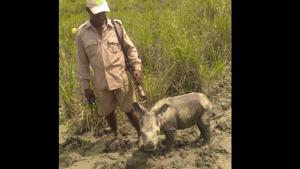 A four-day-old rhino calf was rescued in the Kaziranga National Park staff.(Twitter/@kaziranga_) A four-day-old rhino calf was rescued in the Kaziranga National Park staff.(Twitter/@kaziranga_)