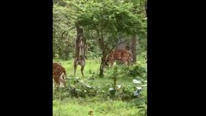 One deer with gorgeous antlers stands up on its hind legs and reaches out to the leaves.(Twitter@supriyasahuias) One deer with gorgeous antlers stands up on its hind legs and reaches out to the leaves.(Twitter@supriyasahuias)