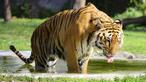 There is a substantial presence of both dogs and livestock in at least 30 tiger reserves, according to a report. The presence of feral and abandoned dogs and livestock in forests, say experts, could lead to the transmission of diseases to wild animals(Anil Dayal/Hindustan Times) There is a substantial presence of both dogs and livestock in at least 30 tiger reserves, according to a report. The presence of feral and abandoned dogs and livestock in forests, say experts, could lead to the transmission of diseases to wild animals(Anil Dayal/Hindustan Times)