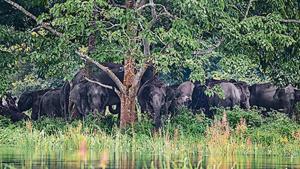 The 2002 Wildlife Conservation Strategy also recommends a 10km buffer around sanctuaries.(PTI) The 2002 Wildlife Conservation Strategy also recommends a 10km buffer around sanctuaries.(PTI)