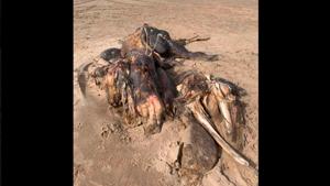 The image shows what many have dubbed the ‘Ainsdale Anomaly’, lying on a beach in Merseyside, England.(Facebook/Ainsdale) The image shows what many have dubbed the ‘Ainsdale Anomaly’, lying on a beach in Merseyside, England.(Facebook/Ainsdale)