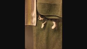 The image shows a kitty sitting on a towel hanging rod.(Reddit/@Narcolepsy38) The image shows a kitty sitting on a towel hanging rod.(Reddit/@Narcolepsy38)
