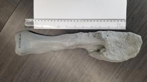 A cast of the fibula - lower leg bone - from Centrosaurus apertus, a horned dinosaur that lived 76 million years ago in the Canadian province of Alberta, is seen disfigured by aggressive malignant bone cancer - an osteosarcoma Ð in this image released on August 3, 2020.(via REUTERS) A cast of the fibula - lower leg bone - from Centrosaurus apertus, a horned dinosaur that lived 76 million years ago in the Canadian province of Alberta, is seen disfigured by aggressive malignant bone cancer - an osteosarcoma Ð in this image released on August 3, 2020.(via REUTERS)