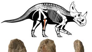 Three views of the fossilised leg bone (fibula) with malignant bone cancer (osteosarcoma) of the Cretaceous Period horned dinosaur Centrosaurus apertus, which lived approximately 76 million years in what is now the Canadian province of Alberta, and a diagram of the animalÕs body are seen in this image released on August 3, 2020. Centrosaurus diagram by Danielle Dufault/Royal Ontario Museum and shin bone images Royal Ontario Museum/McMaster University via REUTERS(via REUTERS) Three views of the fossilised leg bone (fibula) with malignant bone cancer (osteosarcoma) of the Cretaceous Period horned dinosaur Centrosaurus apertus, which lived approximately 76 million years in what is now the Canadian province of Alberta, and a diagram of the animalÕs body are seen in this image released on August 3, 2020. Centrosaurus diagram by Danielle Dufault/Royal Ontario Museum and shin bone images Royal Ontario Museum/McMaster University via REUTERS(via REUTERS)