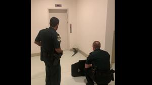 Residents of a building in Estero Parc, Florida experienced a strange occurrence as an alligator was spotted in front of the elevator doors.(Facebook/@Lee County Sheriff’s Office) Residents of a building in Estero Parc, Florida experienced a strange occurrence as an alligator was spotted in front of the elevator doors.(Facebook/@Lee County Sheriff’s Office)