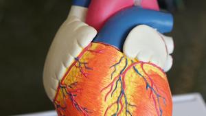 The left ventricle supplies most of the heart’s pumping power, so it is larger than the other chambers and essential for normal function. (Representational Image)(Unsplash) The left ventricle supplies most of the heart’s pumping power, so it is larger than the other chambers and essential for normal function. (Representational Image)(Unsplash)