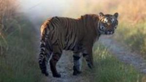The tigress attacked the three persons inside the Bandhavgarh Tiger Reserve.(Representative Photo/AP) The tigress attacked the three persons inside the Bandhavgarh Tiger Reserve.(Representative Photo/AP)