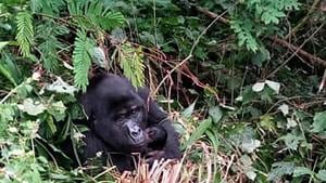 A Fully grown Gorilla holding baby in Bwindi National Park Uganda.(AP) A Fully grown Gorilla holding baby in Bwindi National Park Uganda.(AP)