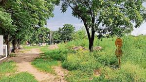 In Sector 46-A, there are many vacant plots having large trees(HT file) In Sector 46-A, there are many vacant plots having large trees(HT file)