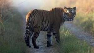 While in 2016, the inspector-general of forests, had written to the then Principal Chief Conservator of Forests (PCCF), Goa, to set up a tiger reserve in Goa.(AP) While in 2016, the inspector-general of forests, had written to the then Principal Chief Conservator of Forests (PCCF), Goa, to set up a tiger reserve in Goa.(AP)