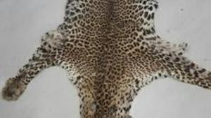 In last two months, forest department as well as special task force of Crime Branch of Odisha Police have seized five leopard skins indicating its largescale poaching.(Representative Photo) In last two months, forest department as well as special task force of Crime Branch of Odisha Police have seized five leopard skins indicating its largescale poaching.(Representative Photo)