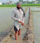 Inderjit Singh Grewal, former PSO, takes to farming to earn a livelihood amid the pandemic in Ludhiana on Friday.(HT PHOTO) Inderjit Singh Grewal, former PSO, takes to farming to earn a livelihood amid the pandemic in Ludhiana on Friday.(HT PHOTO)