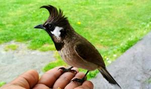The bulbul picking raisins from Deepak’s hand.(PHOTO: DEEPAK ATHEIST) The bulbul picking raisins from Deepak’s hand.(PHOTO: DEEPAK ATHEIST)