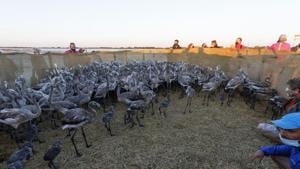 The numbers of pink flamingos may be the highest since experts began keeping records 45 years ago, said Thierry Marmol, guardian of the lands.(AP) The numbers of pink flamingos may be the highest since experts began keeping records 45 years ago, said Thierry Marmol, guardian of the lands.(AP)