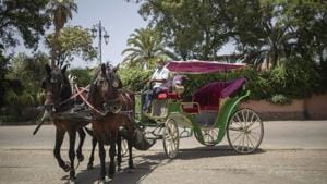 Mohammed El Garbouh, a horse carriage owner, waits for customers in the landmark Jemma el-Fnaa in Marrakech, Morocco, Wednesday, July 22, 2020. Morocco's restrictions to counter the coronavirus pandemic have taken a toll on the carriage horses in the tourist mecca of Marrakech. Some owners struggle to feed them, and an animal protection group says hundreds of Morocco's horses and donkeys face starvation amid the collapsing tourism industry. (AP Photo/Mosa'ab Elshamy) Mohammed El Garbouh, a horse carriage owner, waits for customers in the landmark Jemma el-Fnaa in Marrakech, Morocco, Wednesday, July 22, 2020. Morocco's restrictions to counter the coronavirus pandemic have taken a toll on the carriage horses in the tourist mecca of Marrakech. Some owners struggle to feed them, and an animal protection group says hundreds of Morocco's horses and donkeys face starvation amid the collapsing tourism industry. (AP Photo/Mosa'ab Elshamy)