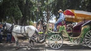 Abdeljalil Belghouate, a horse carriage owner, waits for customers in the landmark Jemma el-Fnaa in Marrakech, Morocco, Wednesday, July 22, 2020.(AP Photo/Mosa'ab Elshamy) Abdeljalil Belghouate, a horse carriage owner, waits for customers in the landmark Jemma el-Fnaa in Marrakech, Morocco, Wednesday, July 22, 2020.(AP Photo/Mosa'ab Elshamy)