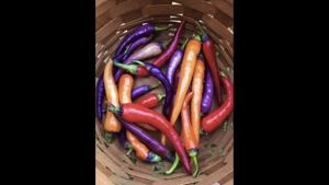 The image shows multicoloured peppers kept in a basket.(Twitter/@fIowerfemme) The image shows multicoloured peppers kept in a basket.(Twitter/@fIowerfemme)