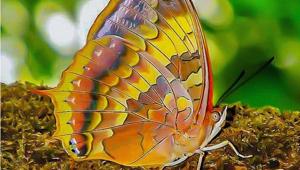 The image shows a Chliaria othona, one of the new species of butterfly found in Matheran.(Biodiversity Data Journal/Finding the forgotten gems: revisiting the butterflies of Matheran after 125 years with introduction to novel colour barcode for depicting seasons and activity of the Indian butterflies) The image shows a Chliaria othona, one of the new species of butterfly found in Matheran.(Biodiversity Data Journal/Finding the forgotten gems: revisiting the butterflies of Matheran after 125 years with introduction to novel colour barcode for depicting seasons and activity of the Indian butterflies)