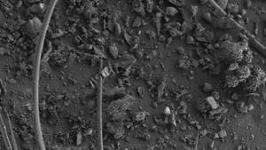 Non-coated scanning electron micrograph of a foraging Giant Asian honey bee shows the presence of fine particulate matter in the leg region on being exposed to a highly polluted site (average PM10 at 98.6ug/m3 in Bengaluru).(NCBS) Non-coated scanning electron micrograph of a foraging Giant Asian honey bee shows the presence of fine particulate matter in the leg region on being exposed to a highly polluted site (average PM10 at 98.6ug/m3 in Bengaluru).(NCBS)