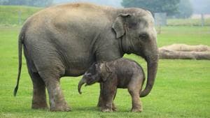 World Elephant Day 2020(Twitter/@VPSecretariat) World Elephant Day 2020(Twitter/@VPSecretariat)