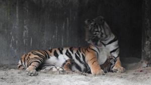 Sheela and her mate Viban were brought to the park from Nandankanan Zoological Park in Bhubaneswar.(Image courtesy: North Bengal Wild Animal Park) Sheela and her mate Viban were brought to the park from Nandankanan Zoological Park in Bhubaneswar.(Image courtesy: North Bengal Wild Animal Park)