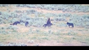 The mother bear standing on its hind legs to scare off the wolves.(Facebook/Yellowstone Wolf Tracker) The mother bear standing on its hind legs to scare off the wolves.(Facebook/Yellowstone Wolf Tracker)