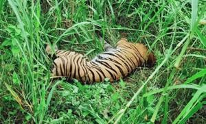 (HT Photo The carcass of the tigress was found in a forested area under Jatpura beat of Mailani range in the Dudhwa National Park in Uttar Pradesh’s Lakhimpur district) (HT Photo The carcass of the tigress was found in a forested area under Jatpura beat of Mailani range in the Dudhwa National Park in Uttar Pradesh’s Lakhimpur district)